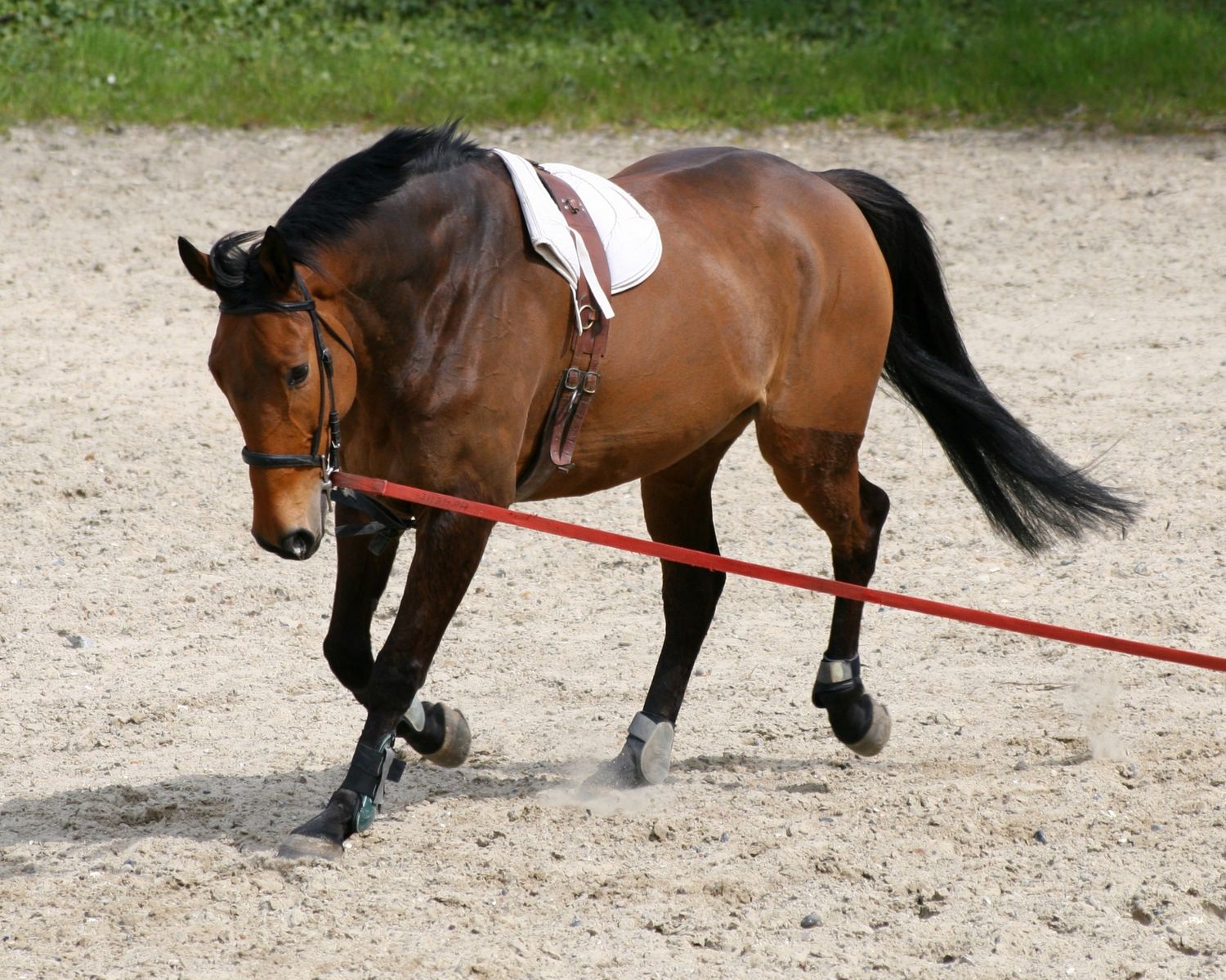 Assessing New Clients in Your Equestrian Business