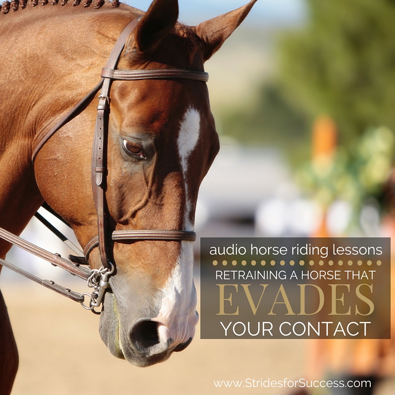 Retraining a Horse that Evades Your Contact