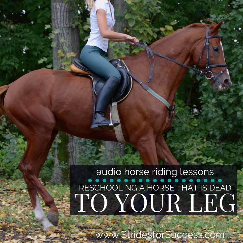 Reschooling a Horse that is Dead to Your Leg
