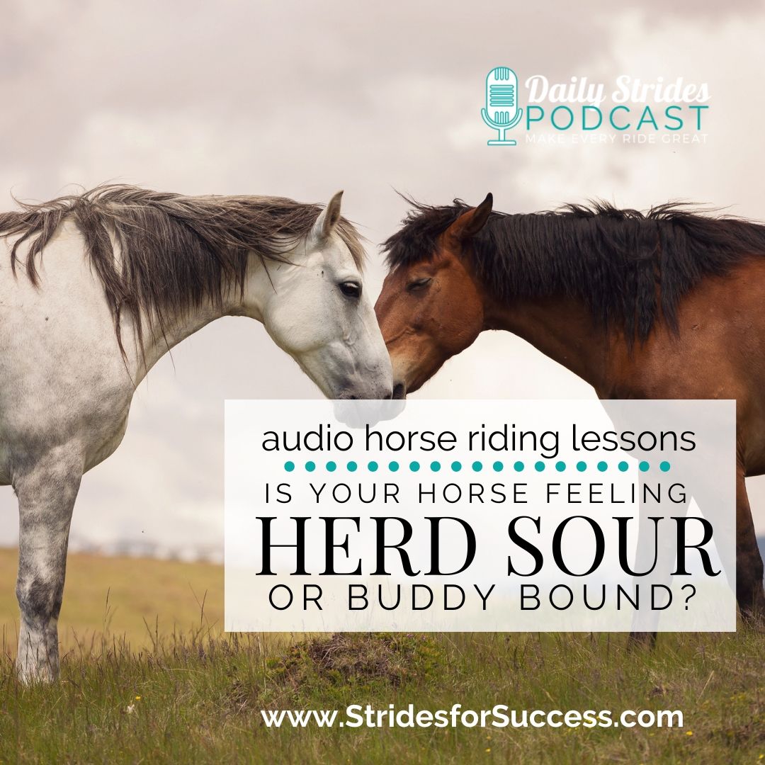 Is Your Horse ‘Herd Sour’ or ‘Buddy Bound’?